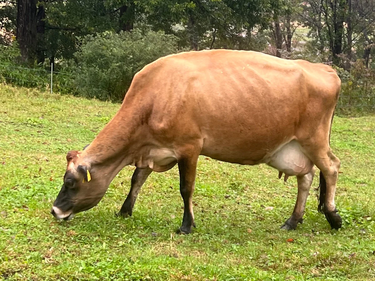 放牧地で草を食べるジャージー牛(森林ノ牧場)